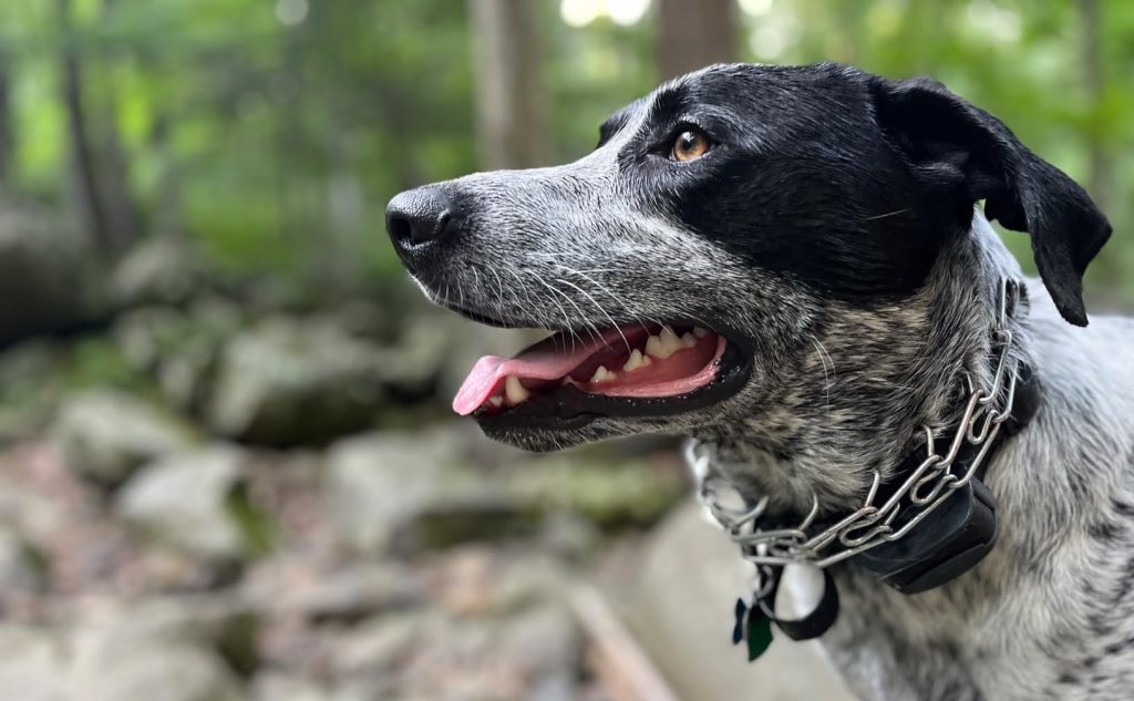 Dog With Harsh Collar