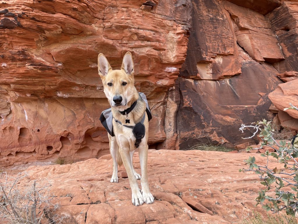 How To Train Your dog With E-Collar