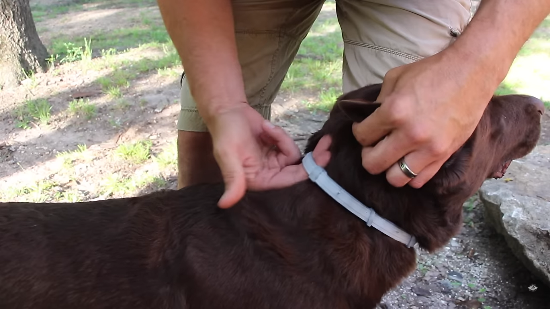 exlaination of how do flea collars work