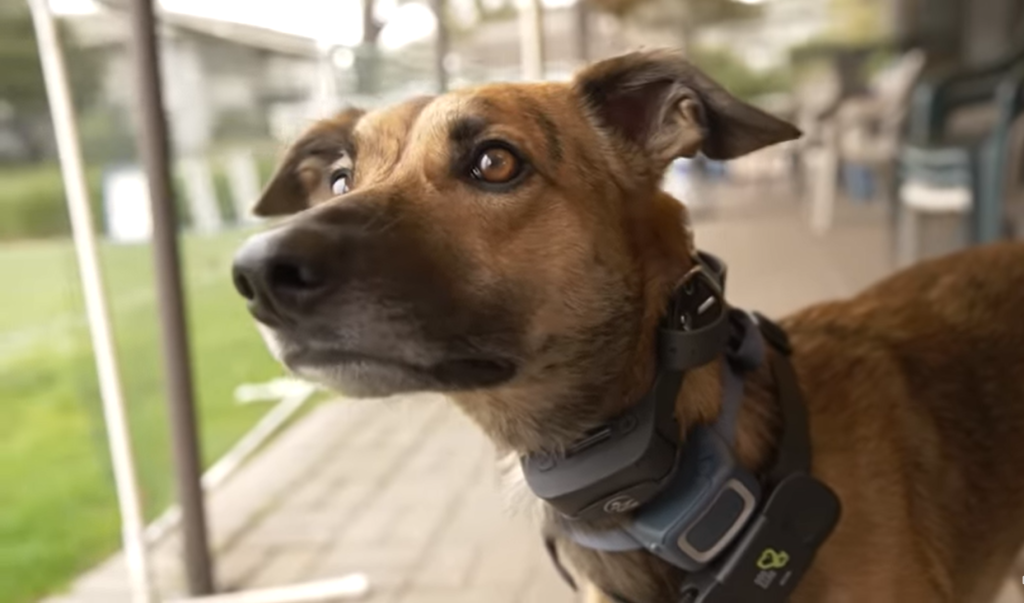 What is an E-collar for dogs?