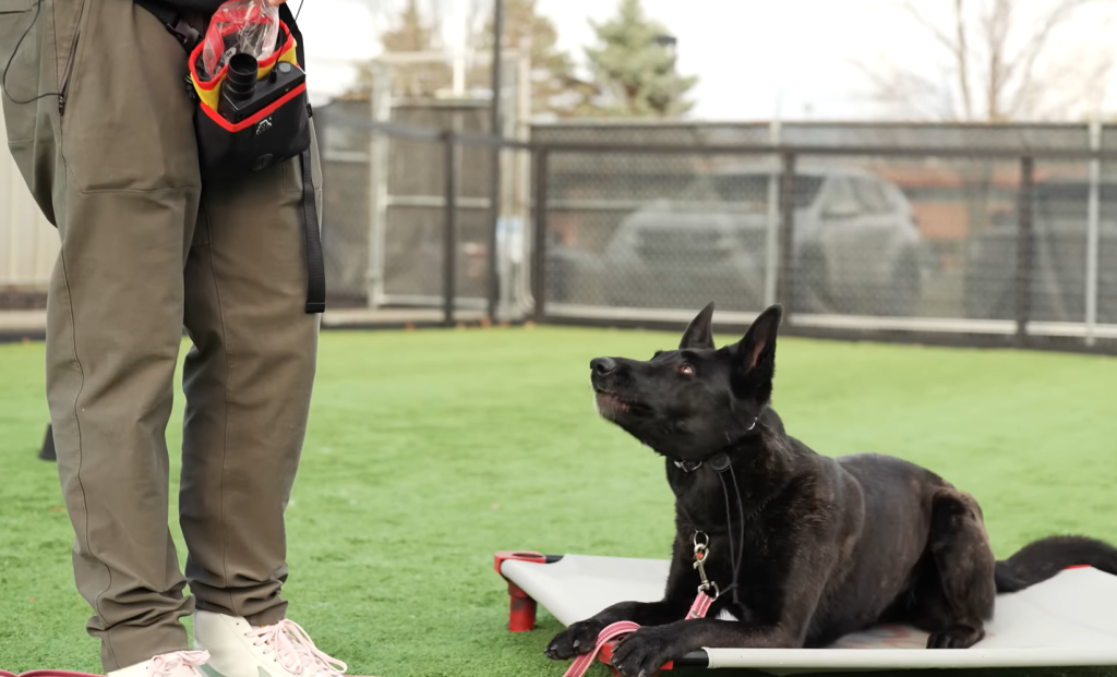 Training dog with E Collar
