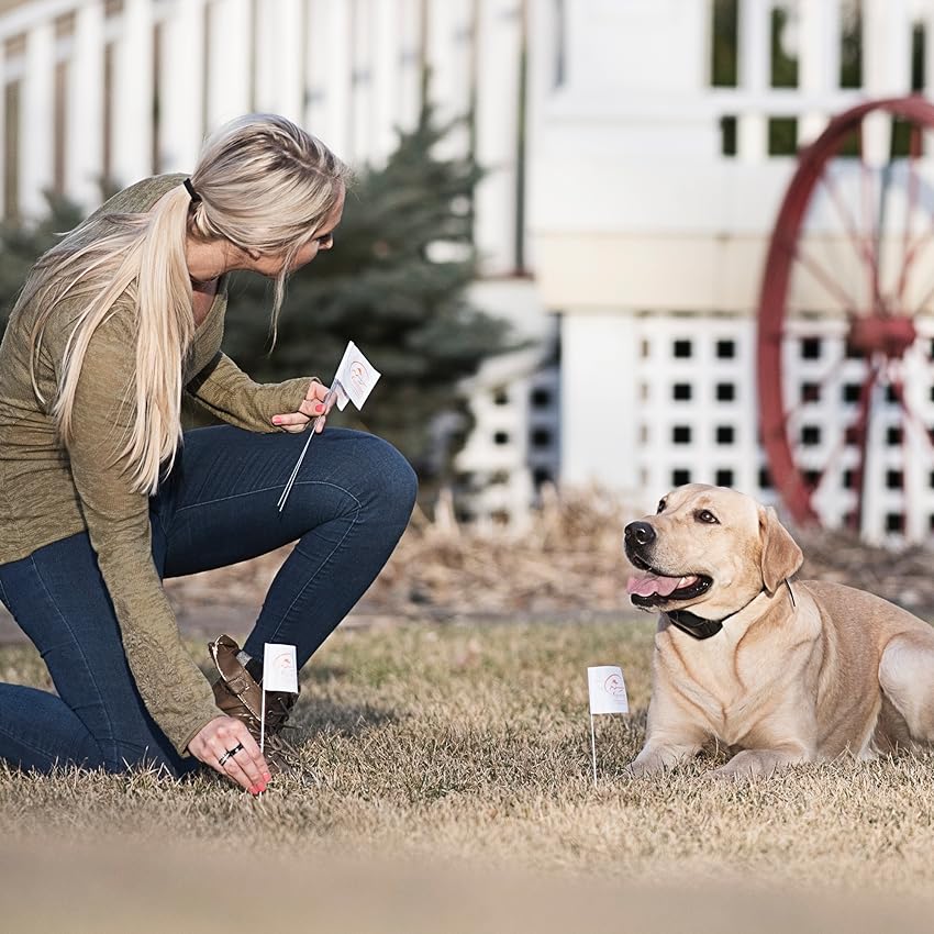 How To Train Your Dog With E-Collar? A Comprehensive Guide