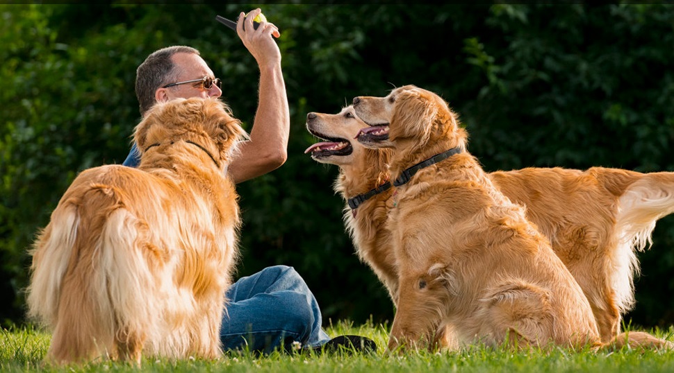 Train Your Dogs With Shock Collar