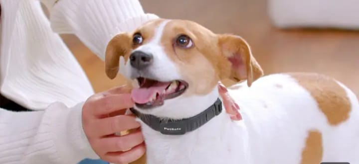 Bark Collar for Small Dogs