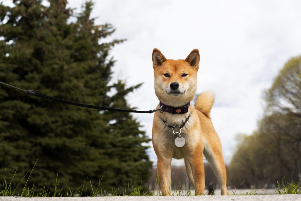 How Does a Bark Collar Work? A Complete Guide for Dog Owners