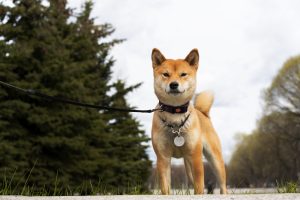 dog wearing bark collar