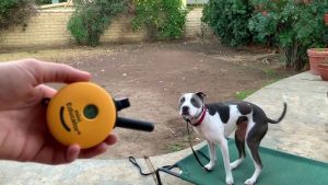 A dog wearing a e collar and his trainer holding its remote.
