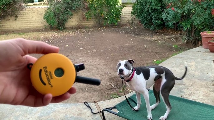 A dog wearing a e collar and his trainer holding its remote.