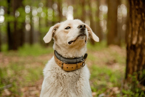 7 Best Dog Flea Collars – Keep Your Dog Safe