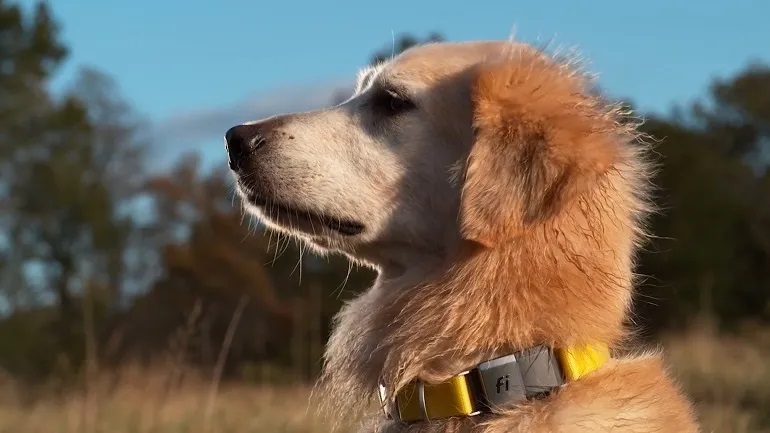 Close-up profile of a Golden Retriever wearing a yellow Fi smart collar, looking up and to the left in a sunny, grassy field