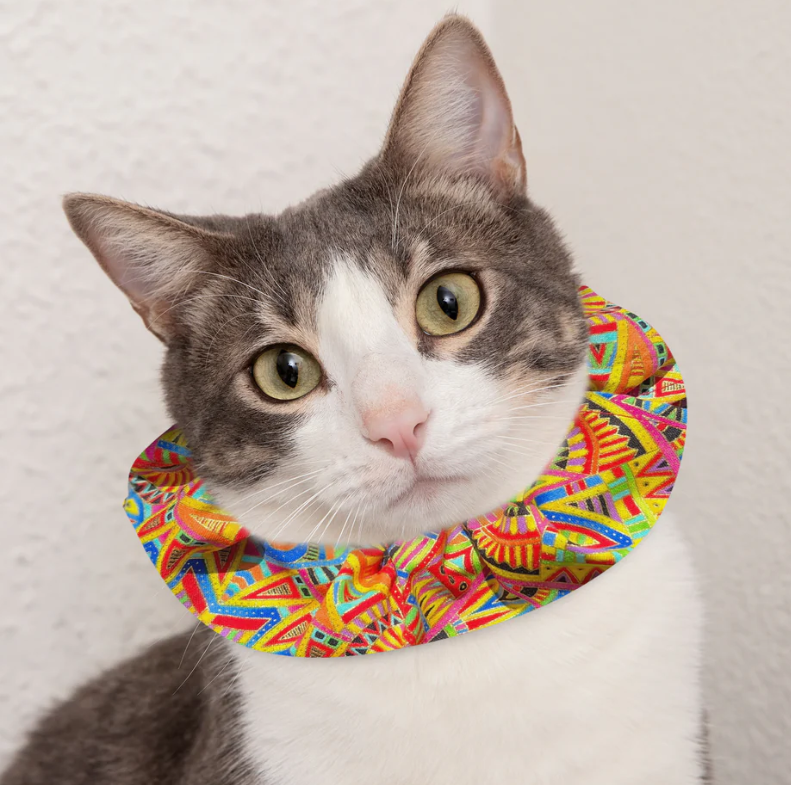 Cat wearing a Birdsbesafe collar, a solution for why do cat collars have bells