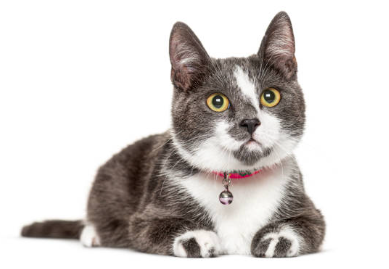 Indoor cat with a bell collar showing why do cat collars have bells