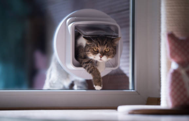 A cat going through a microchip cat flap, showing cats can wear collars or use safe alternatives.