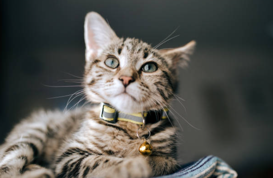 Cat wearing a collar with a bell, showing why do cat collars have bells