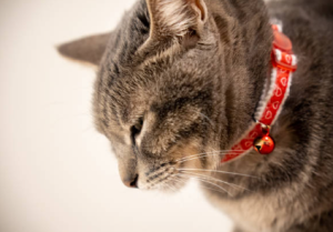 Cat wearing a cat collars