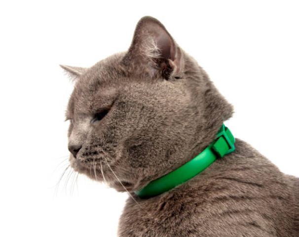 Cat wearing a quick-release collar, showing how cats can wear collars safely