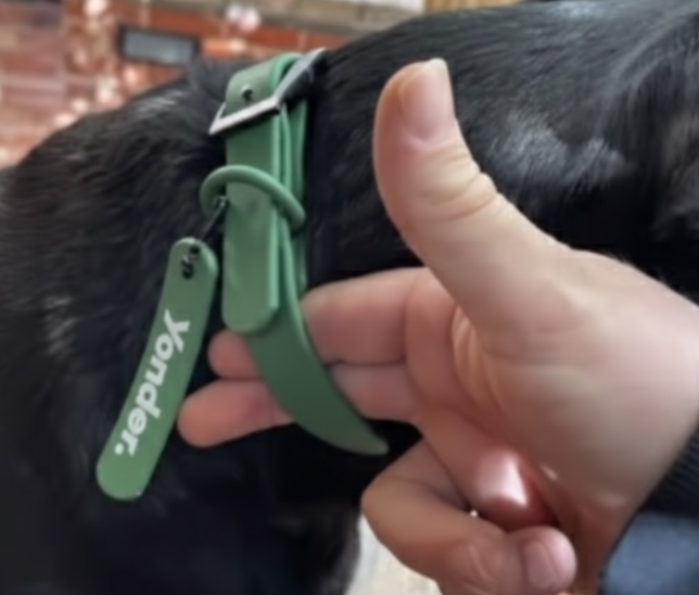 Person checking two-finger rule on dog collar. How to put on a dog harness correctly.