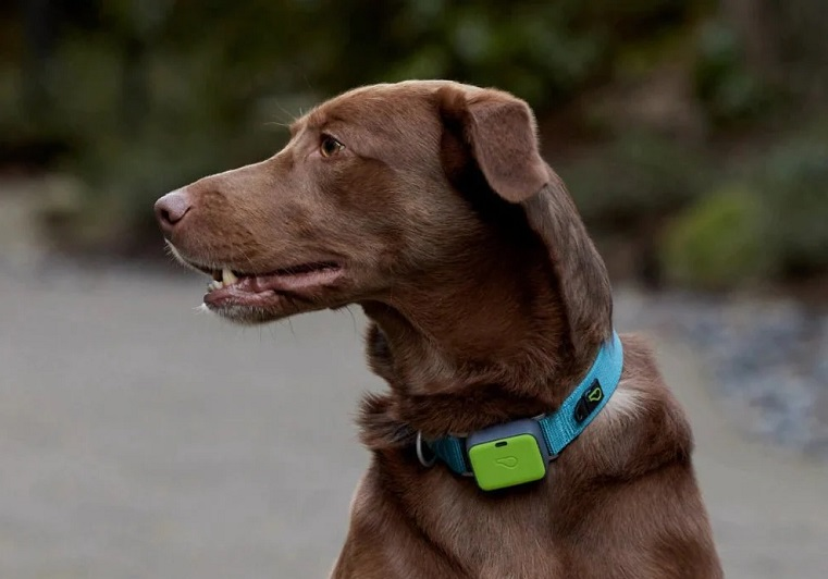 Profile of a brown Labrador mix dog wearing a blue smart collar with a bright green GPS tracking module