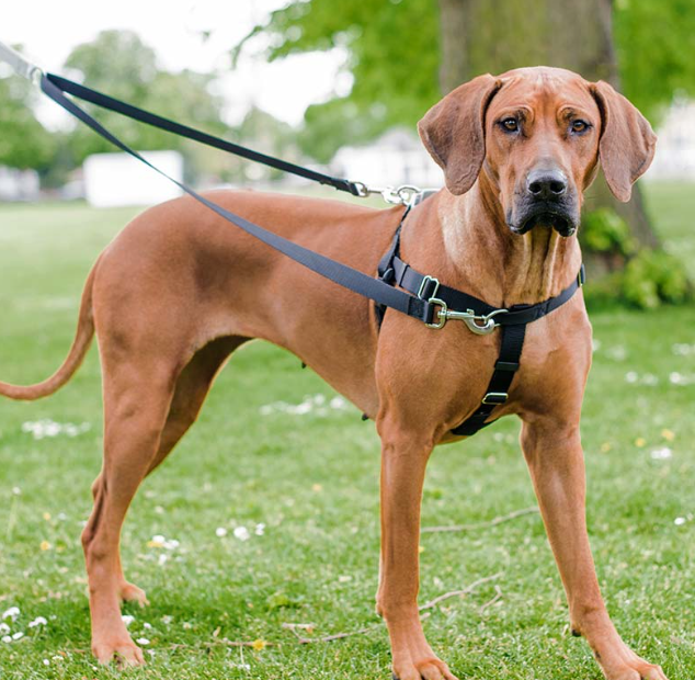 Dual-clip dog harness for training and control. Harness ideal for energetic dogs and versatile walking