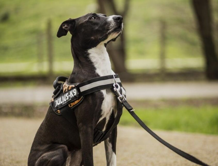 Dog harness with back clip. Harness type for calm dogs and easy walking