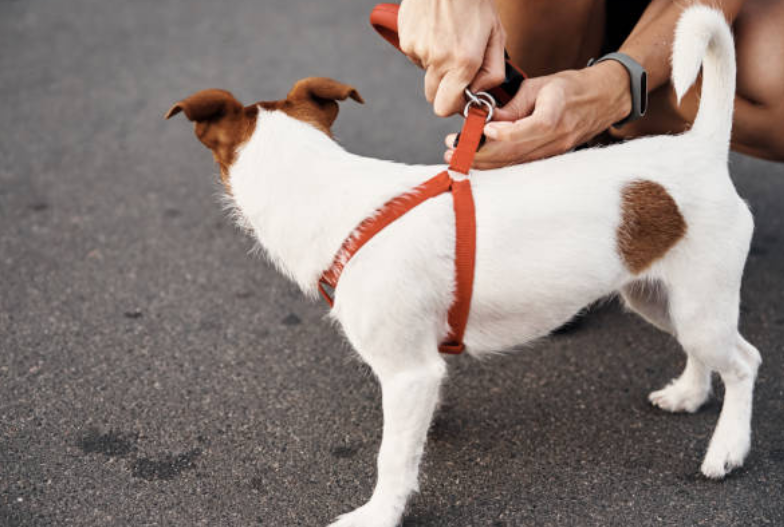 A man attaching leash with his dog harness