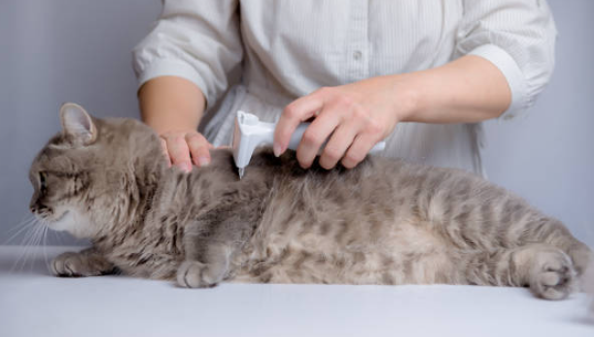 Can Cats Wear Collars?Things All Pet Owners Need to Know, A cat getting vet-approved flea treatment.
