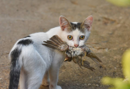 Cat catching a bird, highlighting why do cat collars have bells to protect wildlife