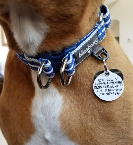 Close-up of a brown and white dog wearing a blue and white patterned Blueberry Pet dog collar with two metal D-rings and a circular ID tag