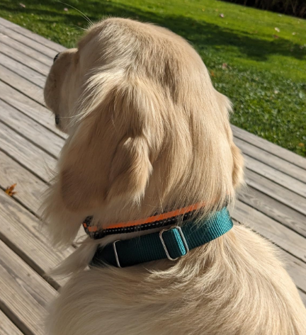 Golden Retriever puppy wearing a dark teal fabric martingale collar with a metal adjustment slide, sitting outdoors on a wooden deck