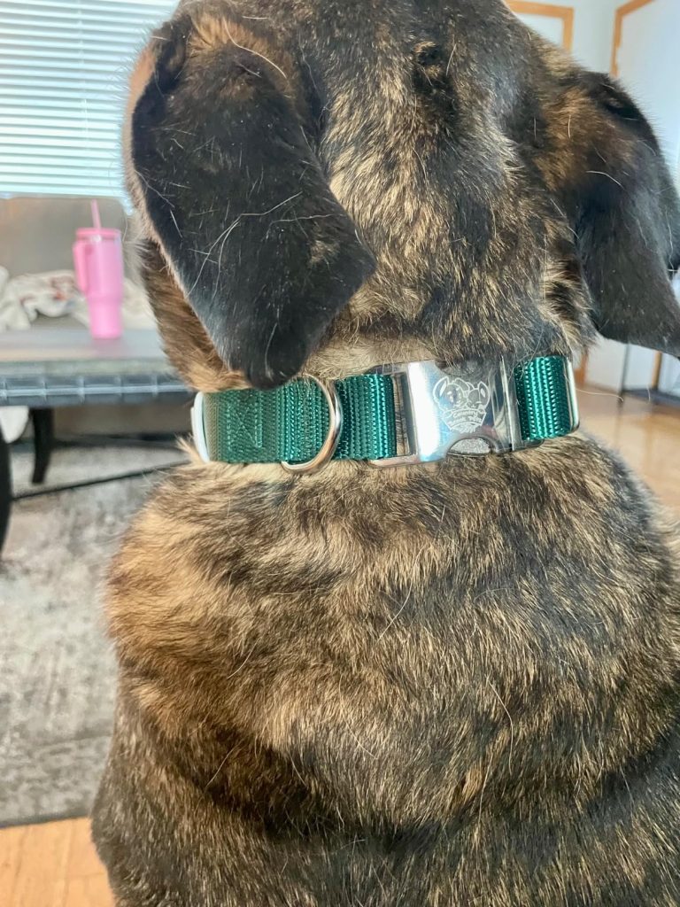 Brindle dog wearing a dark green nylon collar with a silver metal buckle featuring an engraving/logo.
