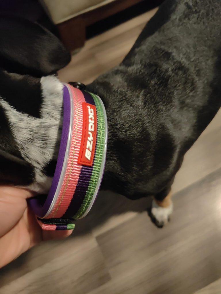 A close-up view of a black and white dog wearing a thick, colorful striped EzyDog Neo collar (pink, purple, and green) held by a hand