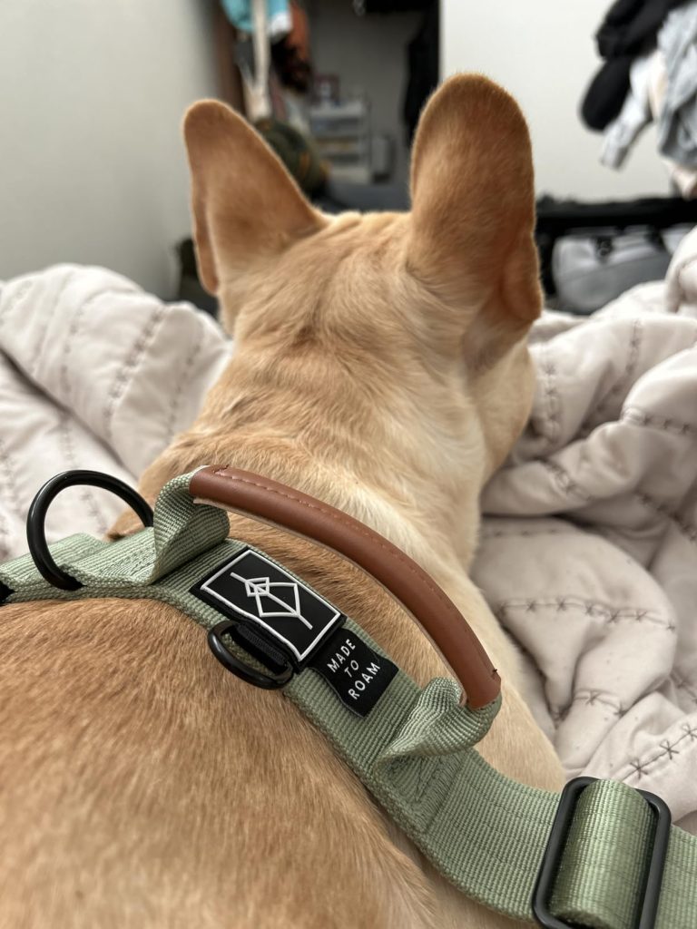 Rear view of a tan dog on a white bed wearing a pale green "Made to ROAM" collar with a brown leather accent and black hardware