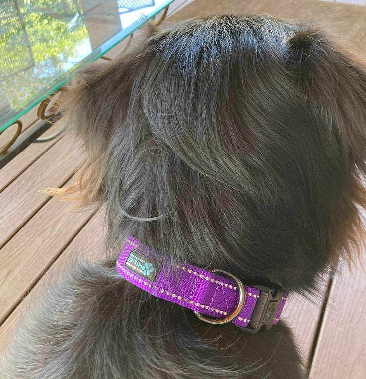 Rear view of a dog with long dark fur wearing a purple reflective nylon collar with a silver D-ring and black buckle, sitting on a wooden deck