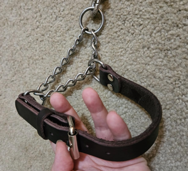 A bright teal or turquoise Blueberry Pet Martingale Safety Training Collar, one of the Best Martingale Collars for Dogs for personalization and color variety