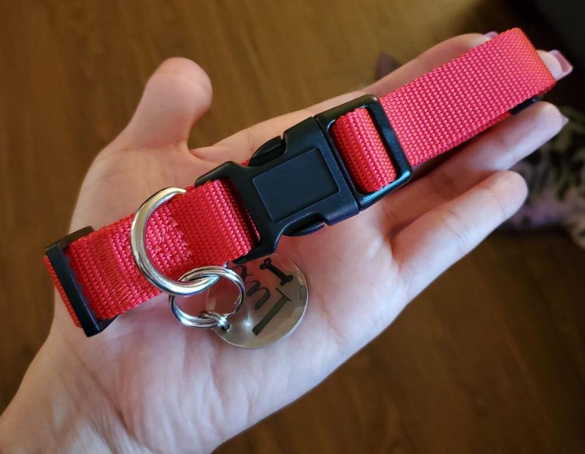 A hand holds a bright red nylon dog collar with a black quick-release buckle and an attached, engraved circular metal ID tag