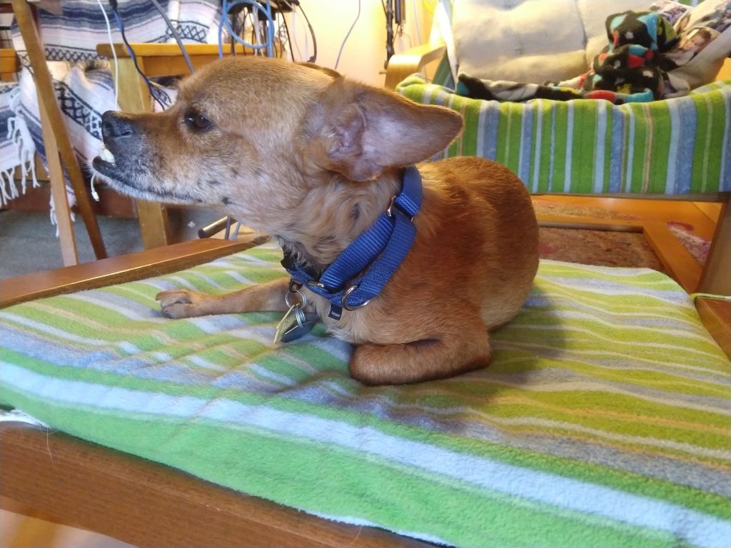 A small, tan dog with large ears wearing a blue Martingale-style collar while resting on a green and white striped cushion