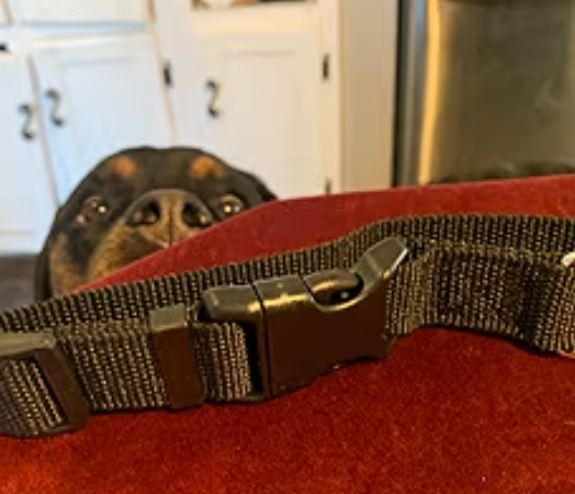 Close-up of a black nylon dog collar with a plastic quick-release buckle, positioned in the foreground with a Rottweiler dog's face peeking into the background
