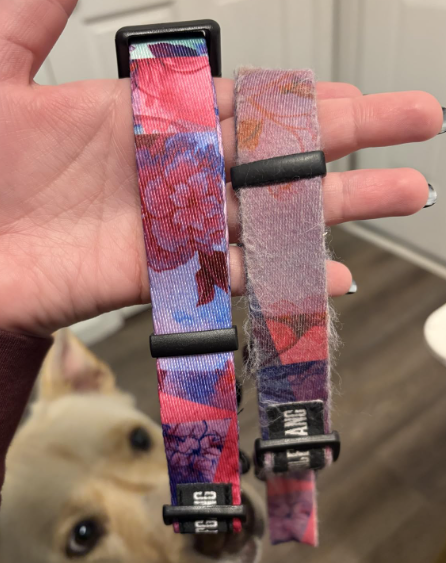 New vs. old Wolfgang Premium Martingale Collar comparison, showcasing wear and tear on one of the Best Martingale Collars for Dogs